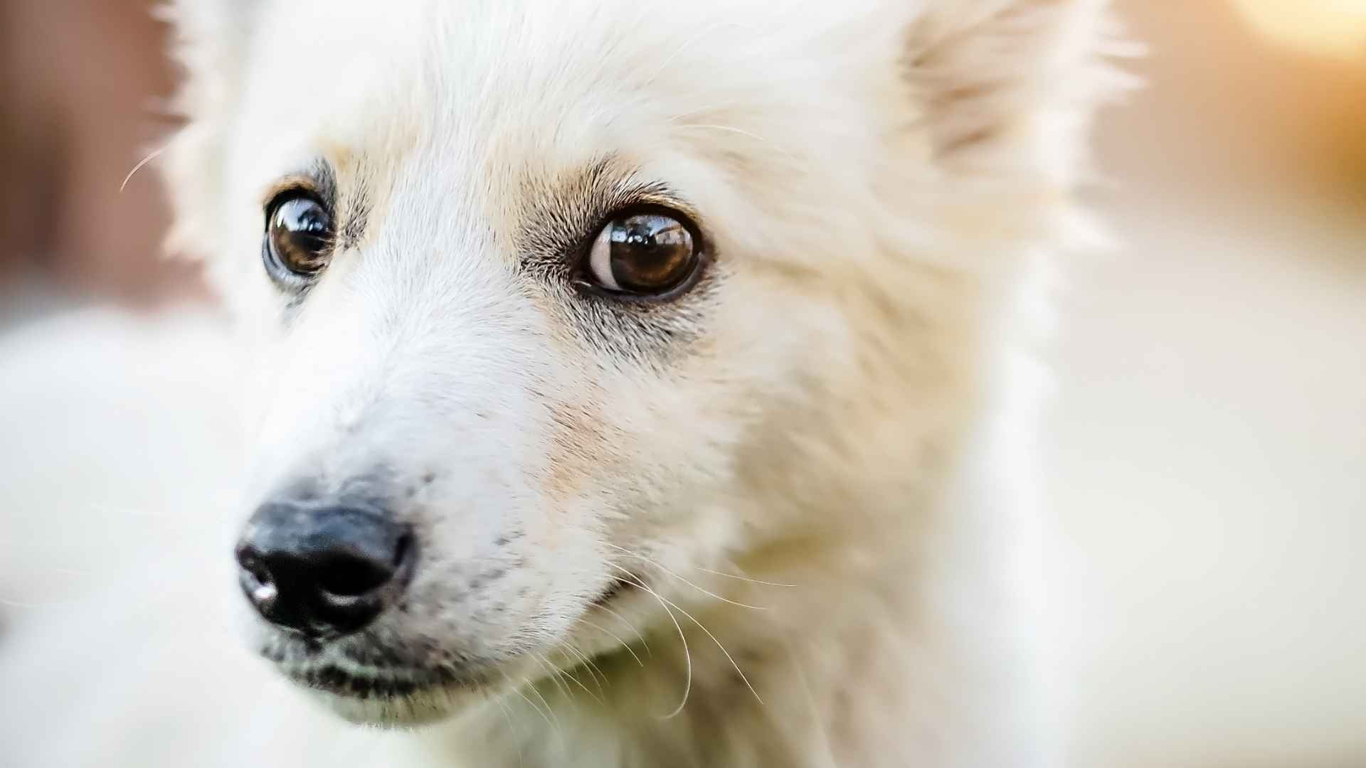 Ojos de ballena en perros